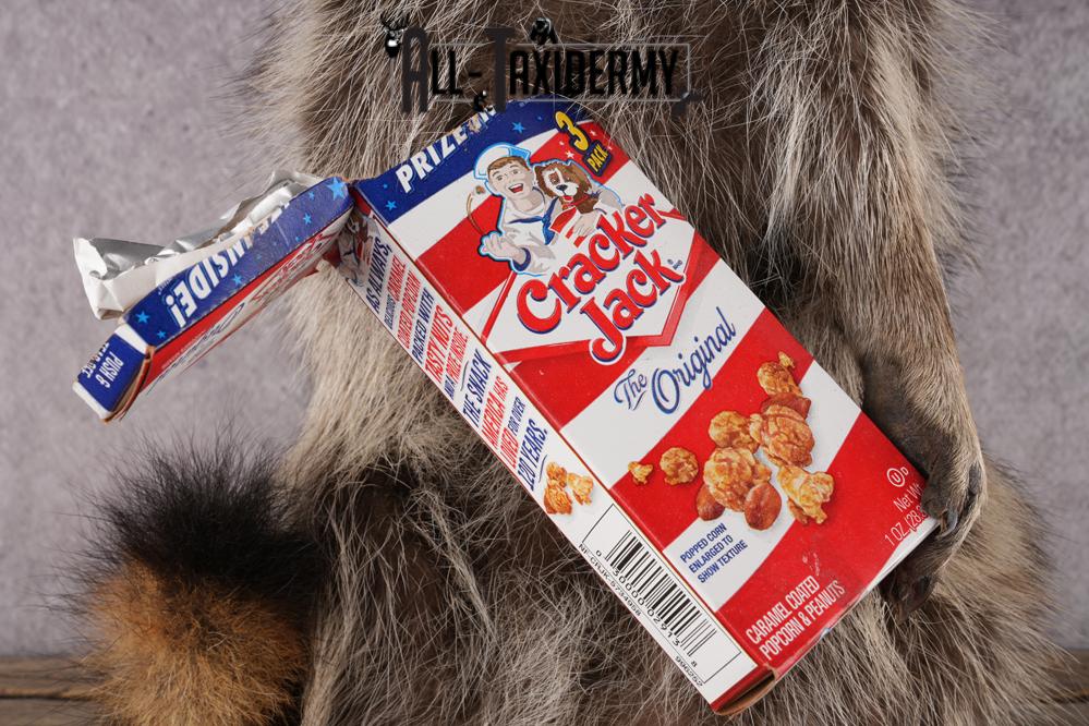 Cracker Jack Raccoon SKU 2922 - Image 4