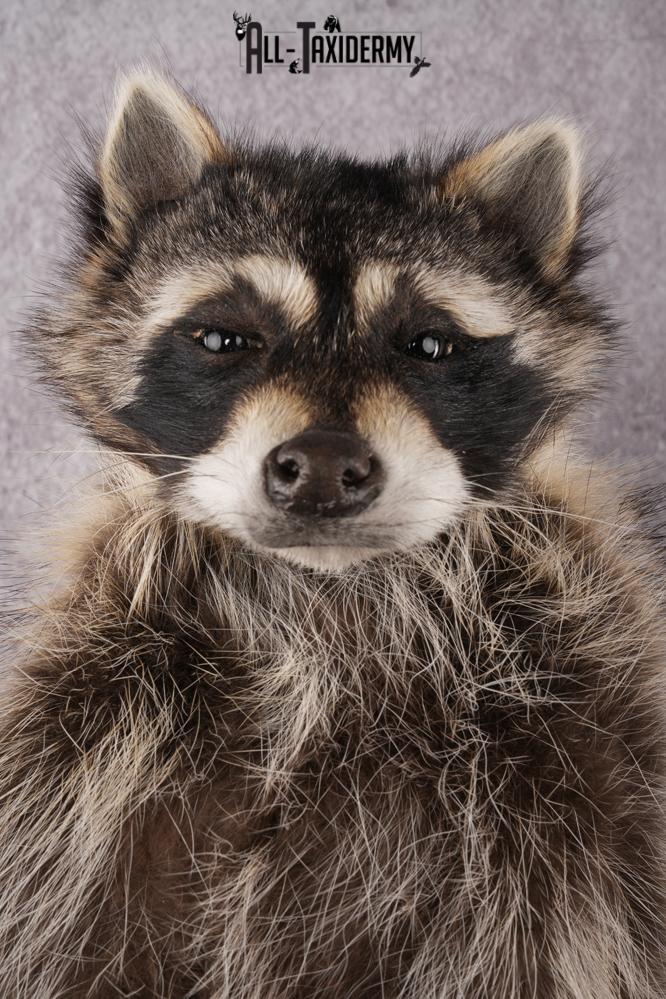 Cracker Jack Raccoon SKU 2922 - Image 3