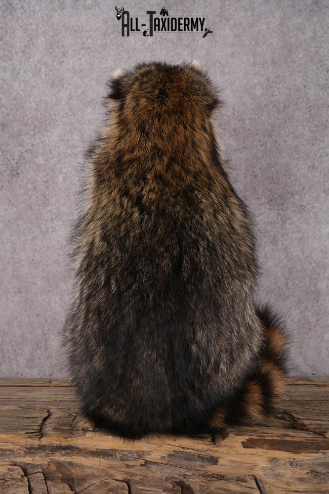 Cracker Jack Raccoon SKU 2922 - Image 2