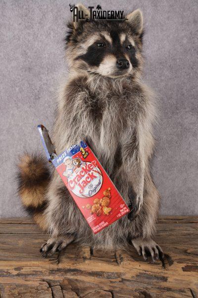 Cracker Jack Raccoon SKU 2921