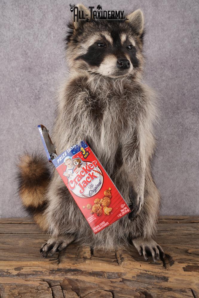 Cracker Jack Raccoon SKU 2921