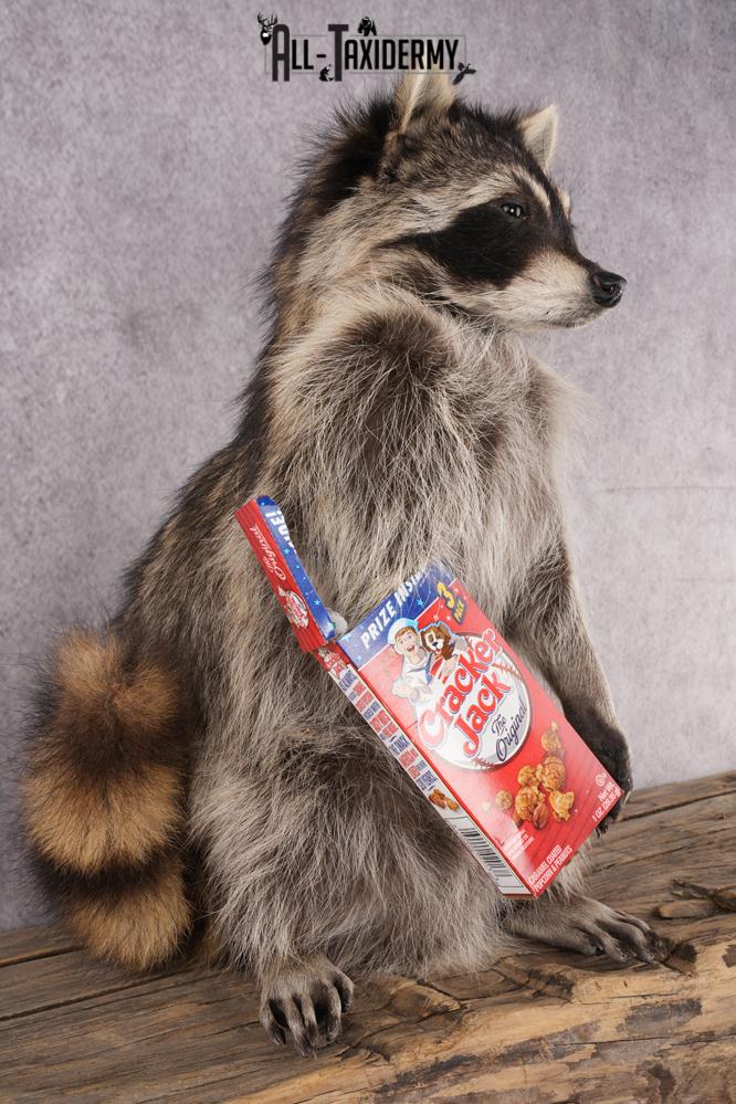 Cracker Jack Raccoon SKU 2921 - Image 4