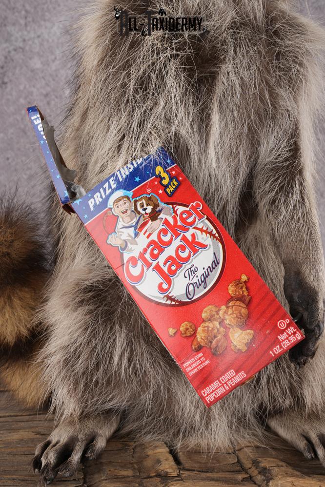 Cracker Jack Raccoon SKU 2921 - Image 3
