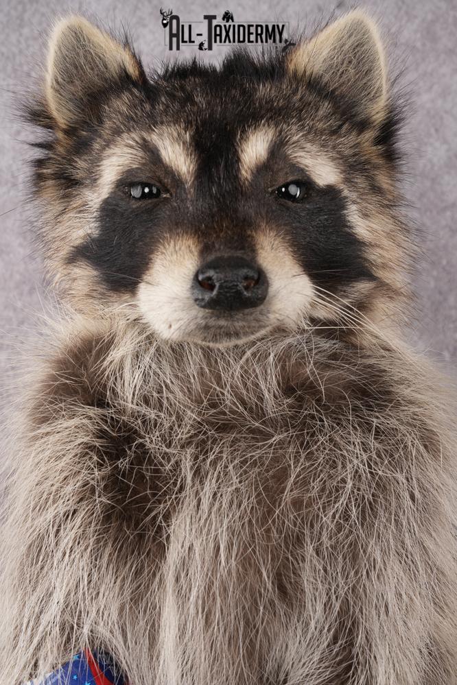 Cracker Jack Raccoon SKU 2921 - Image 2