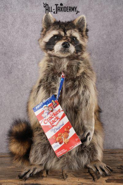 Cracker Jack Raccoon SKU 2920