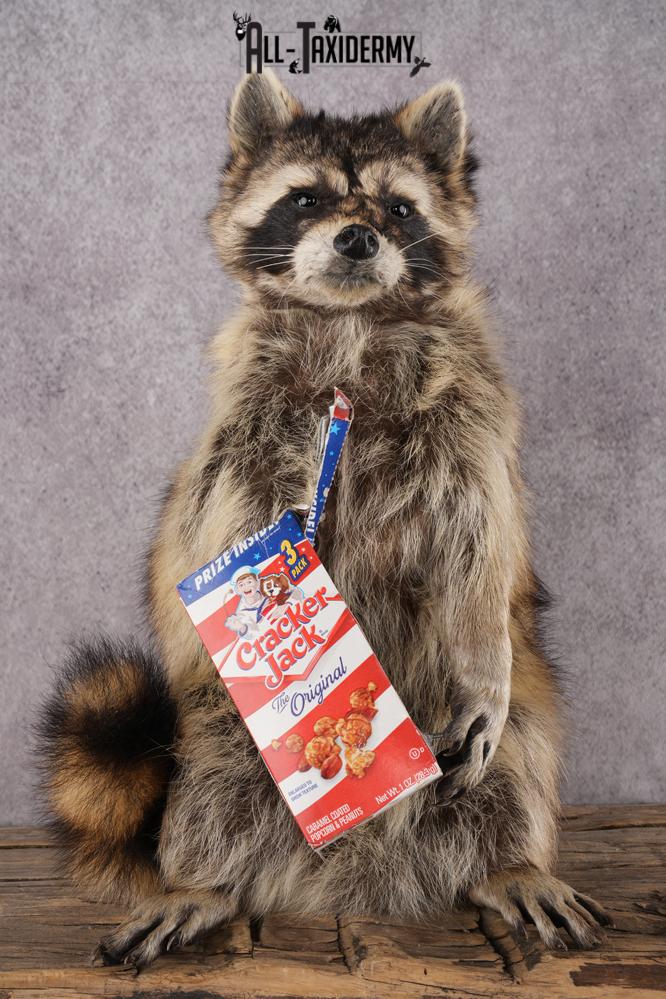 Cracker Jack Raccoon SKU 2920