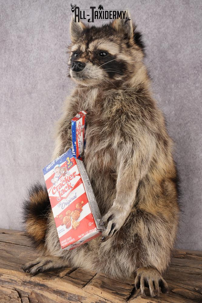 Cracker Jack Raccoon SKU 2920 - Image 6