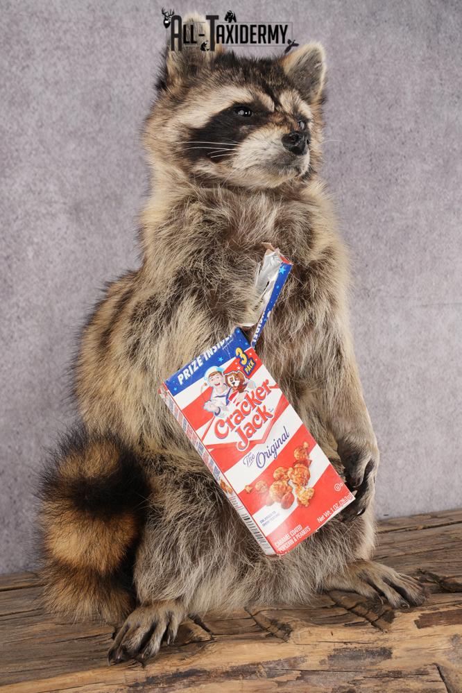Cracker Jack Raccoon SKU 2920 - Image 5