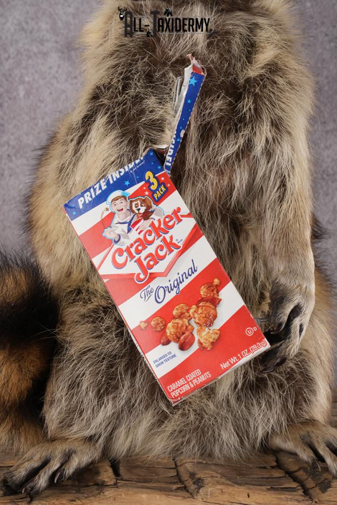 Cracker Jack Raccoon SKU 2920 - Image 4