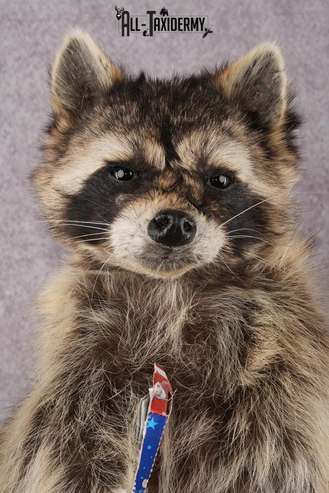 Cracker Jack Raccoon SKU 2920 - Image 3