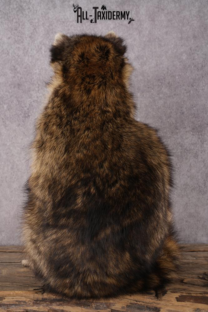 Cracker Jack Raccoon SKU 2920 - Image 2