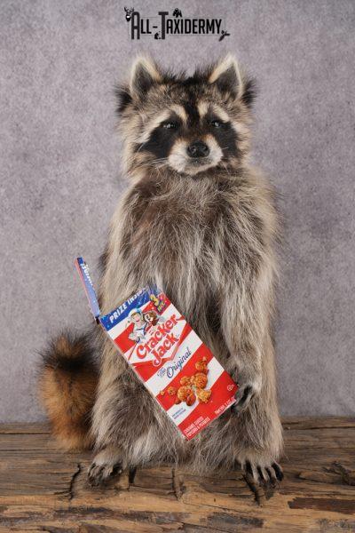 Cracker Jack Raccoon SKU 2919