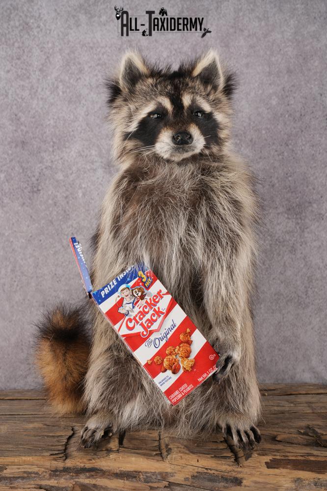 Cracker Jack Raccoon SKU 2919