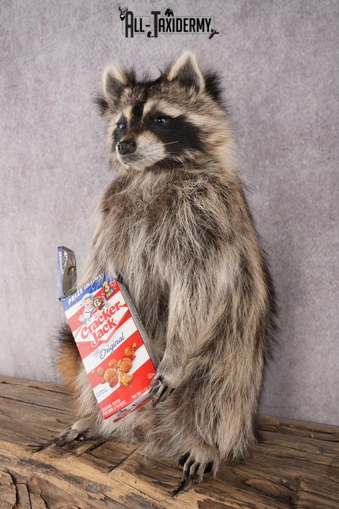 Cracker Jack Raccoon SKU 2919 - Image 6