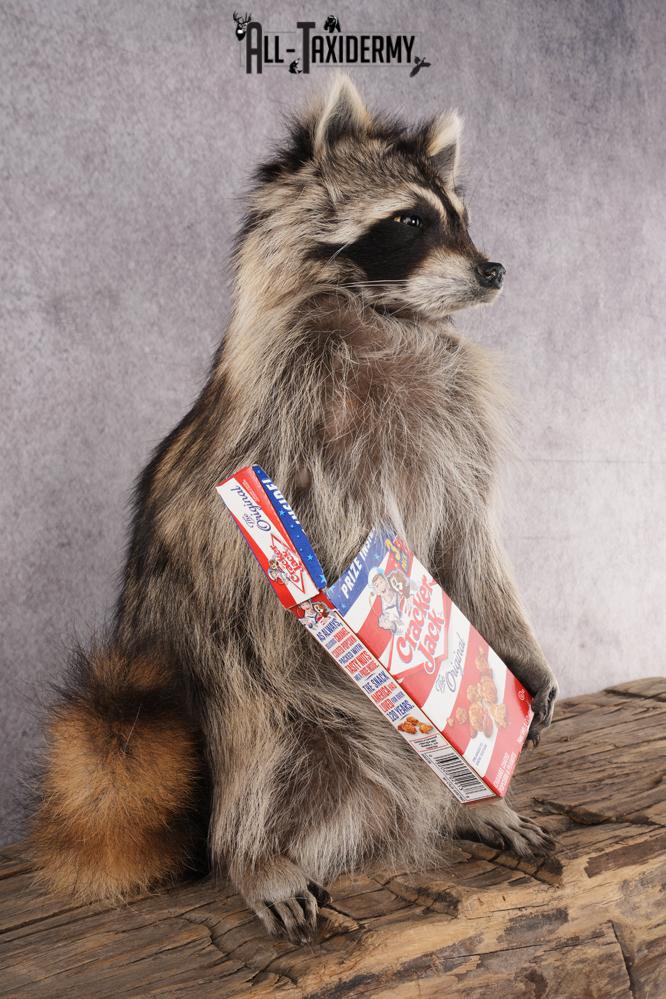 Cracker Jack Raccoon SKU 2919 - Image 5