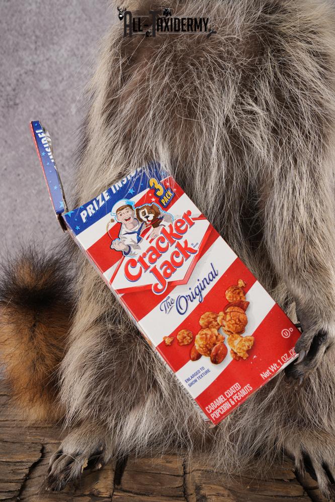 Cracker Jack Raccoon SKU 2919 - Image 4