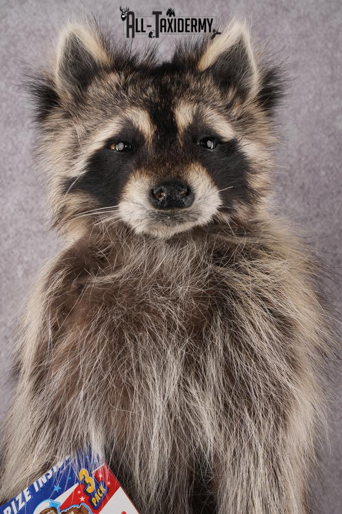 Cracker Jack Raccoon SKU 2919 - Image 3