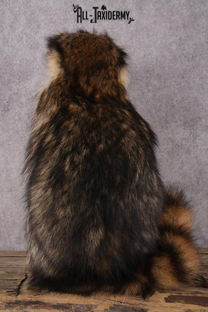 Cracker Jack Raccoon SKU 2919 - Image 2