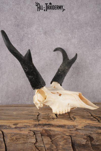 Pronghorn Antelope Skull SKU 2917