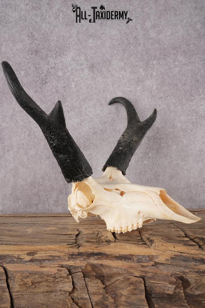 Pronghorn Antelope Skull SKU 2917