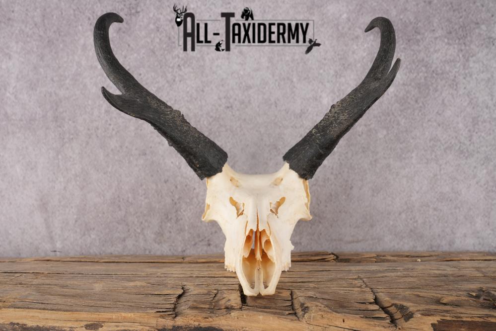 Pronghorn Antelope Skull SKU 2917 - Image 4