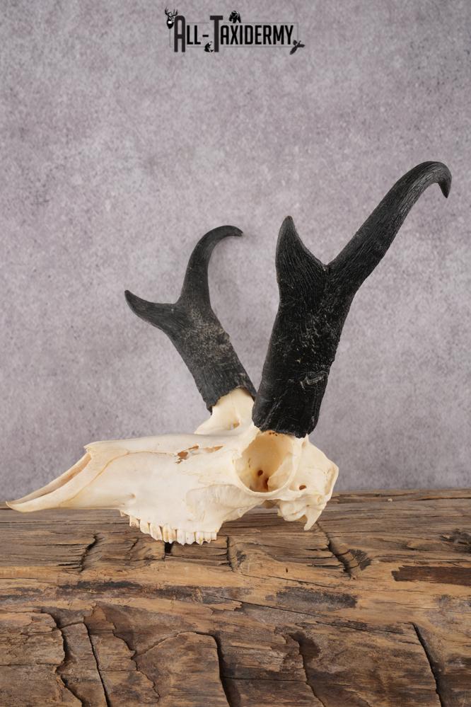 Pronghorn Antelope Skull SKU 2917 - Image 3