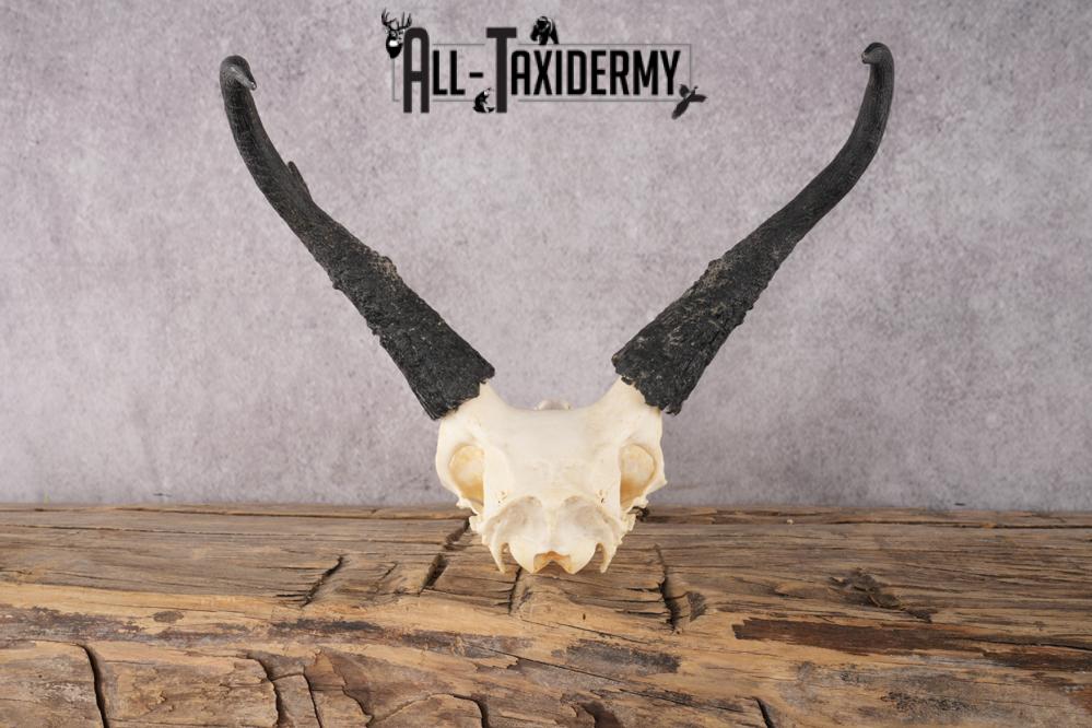 Pronghorn Antelope Skull SKU 2917 - Image 2