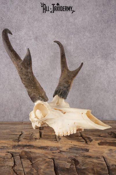 Pronghorn Antelope Skull SKU 2916