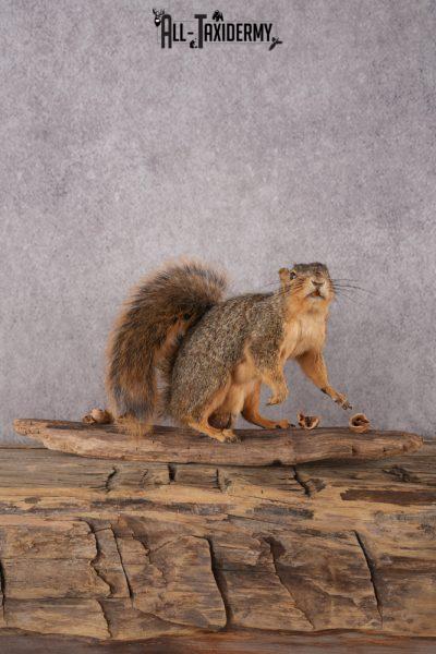 Fox Squirrel SKU 2955
