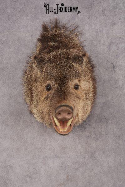 Peccary Javelina SKU 2989