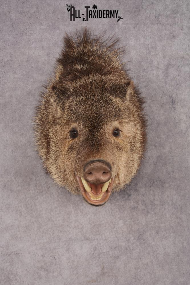Peccary Javelina SKU 2989