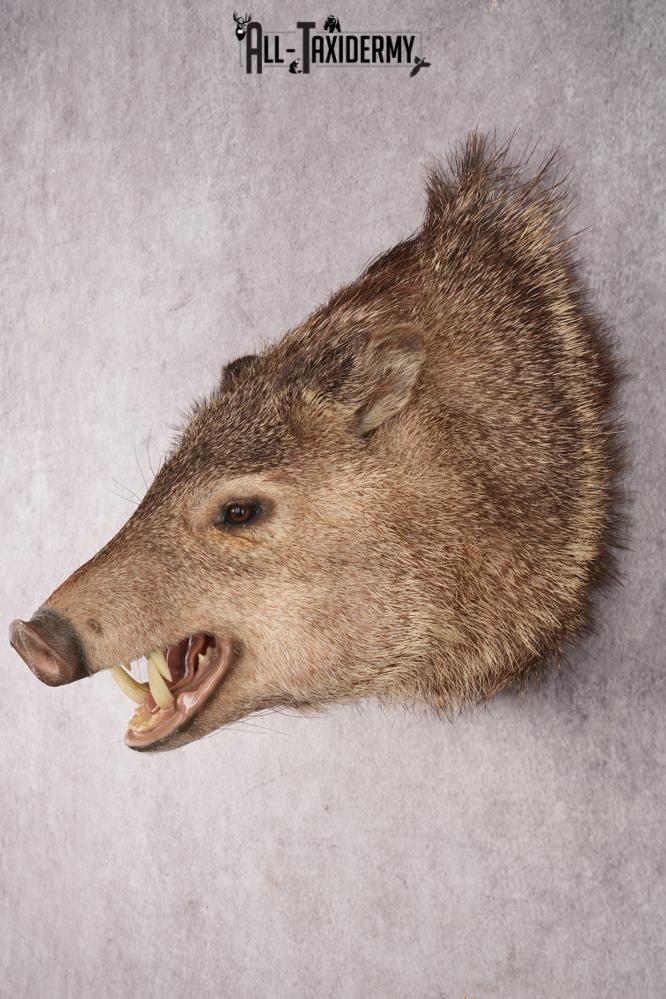 Peccary Javelina SKU 2989 - Image 6