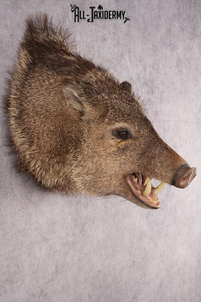 Peccary Javelina SKU 2989 - Image 5
