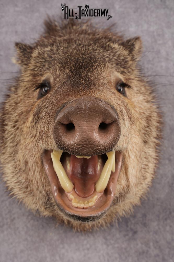 Peccary Javelina SKU 2989 - Image 4