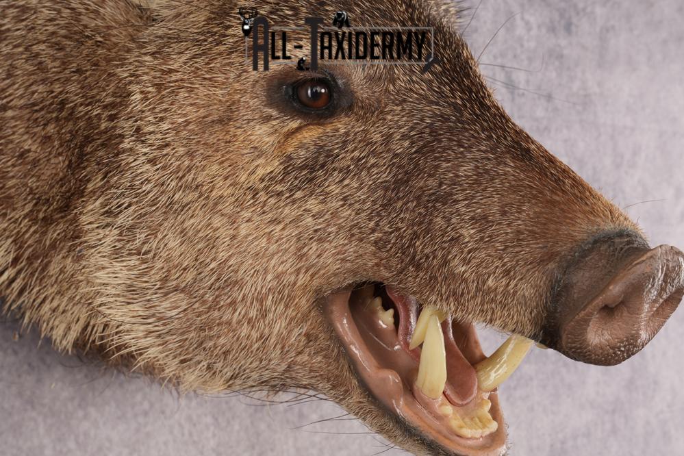 Peccary Javelina SKU 2989 - Image 3