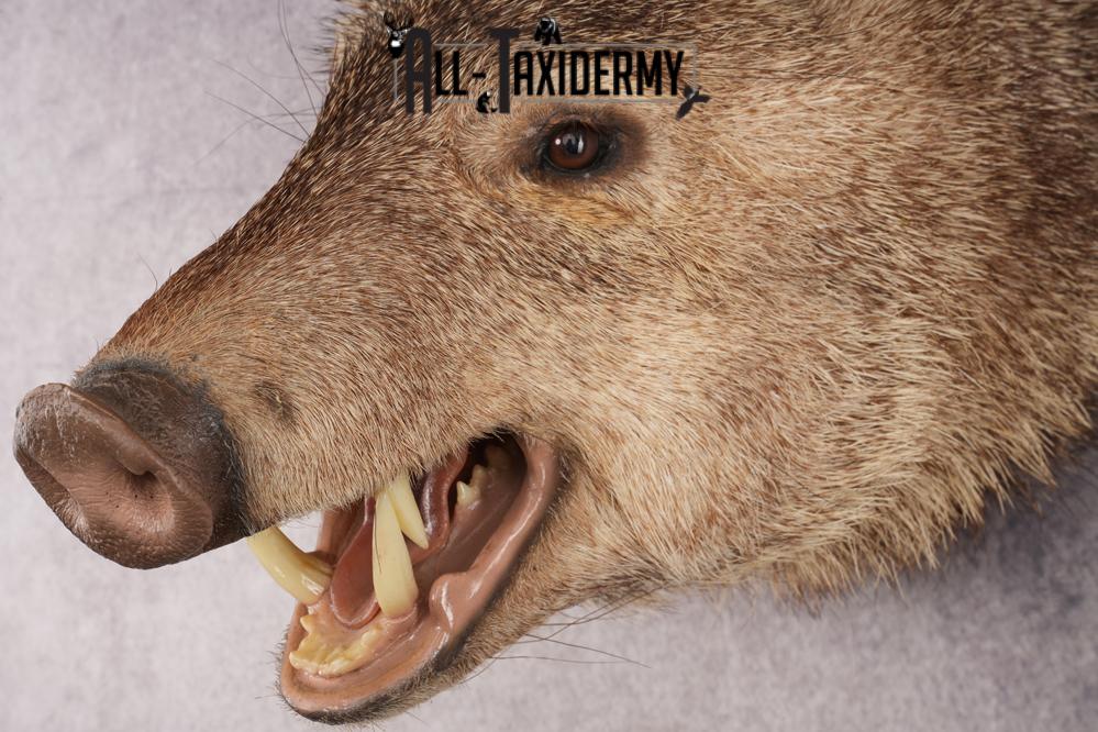 Peccary Javelina SKU 2989 - Image 2