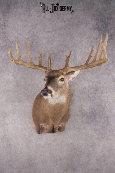 Whitetail Deer Shoulder Mount SKU 2986
