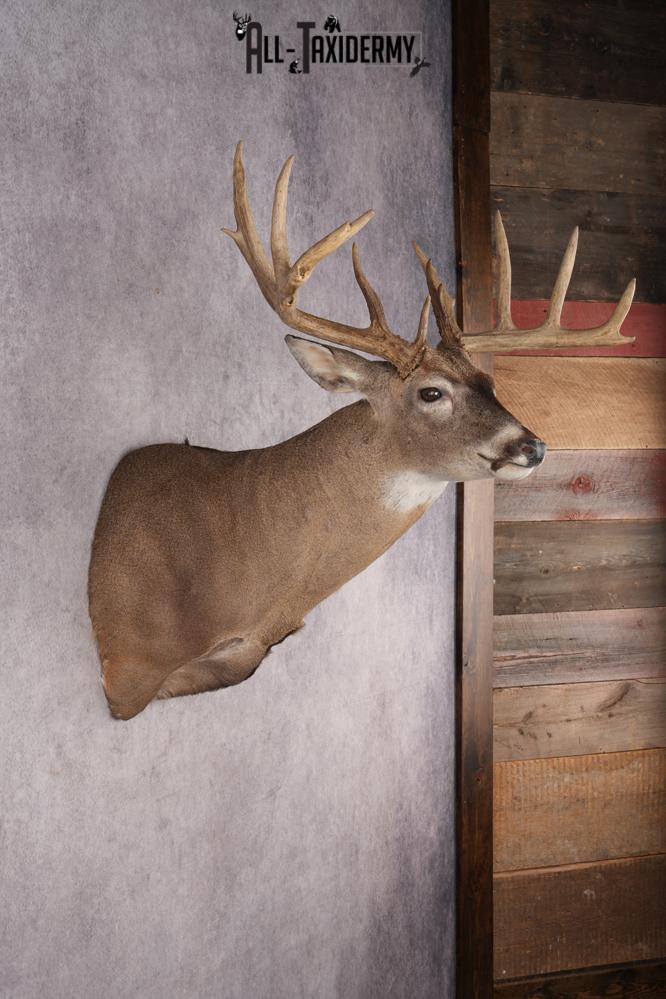 Whitetail Deer