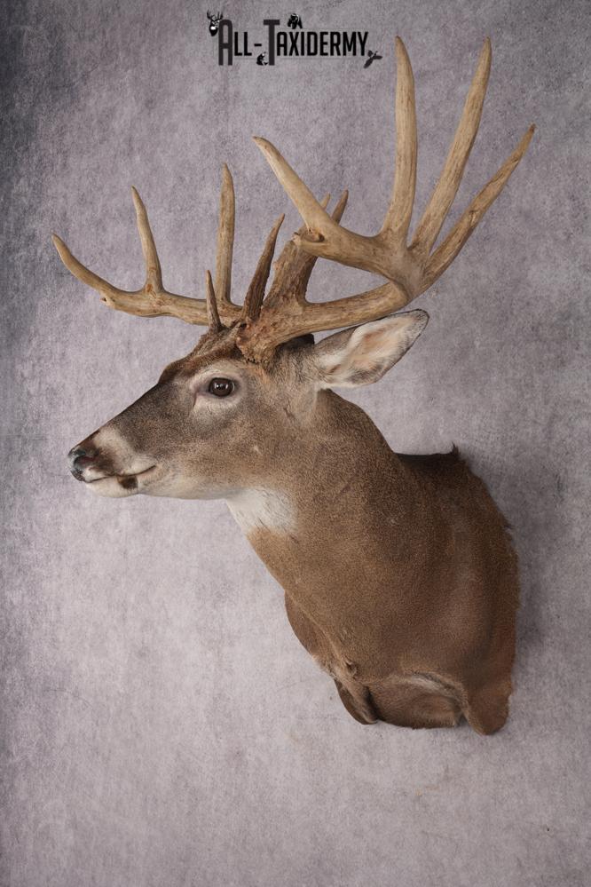 Whitetail Deer Shoulder Mount SKU 2986 - Image 6