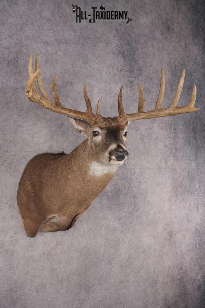 Whitetail Deer Shoulder Mount SKU 2986 - Image 5