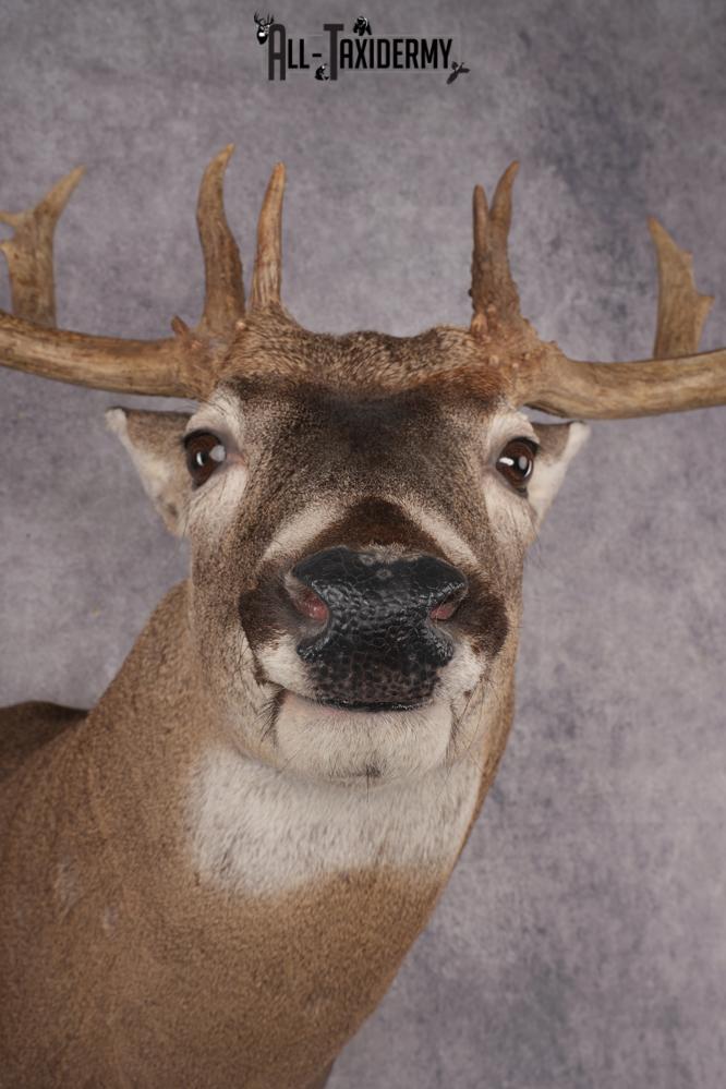 Whitetail Deer Shoulder Mount SKU 2986 - Image 4