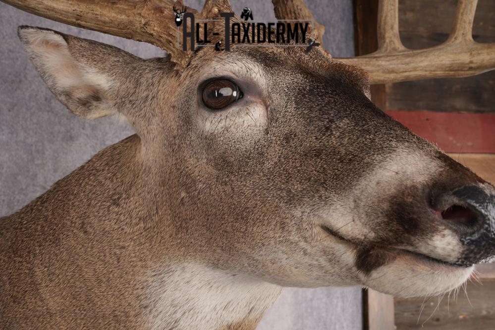 Whitetail Deer Shoulder Mount SKU 2986 - Image 3