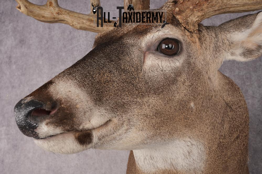 Whitetail Deer Shoulder Mount SKU 2986 - Image 2