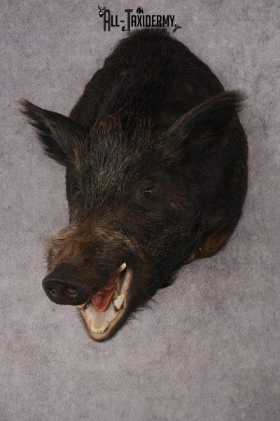 Russian Boar Taxidermy Mount SKU 2977