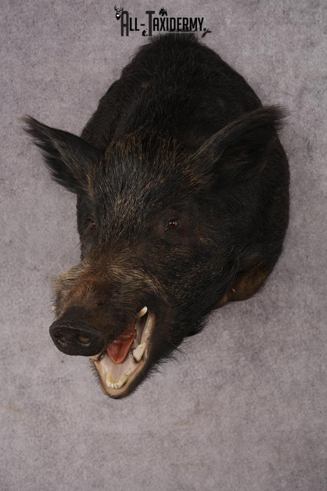 Russian Boar Taxidermy Mount SKU 2977