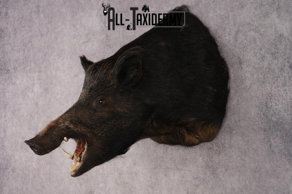 Russian Boar Taxidermy Mount SKU 2977 - Image 8