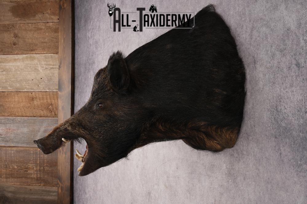 Russian Boar Taxidermy Mount SKU 2977 - Image 7