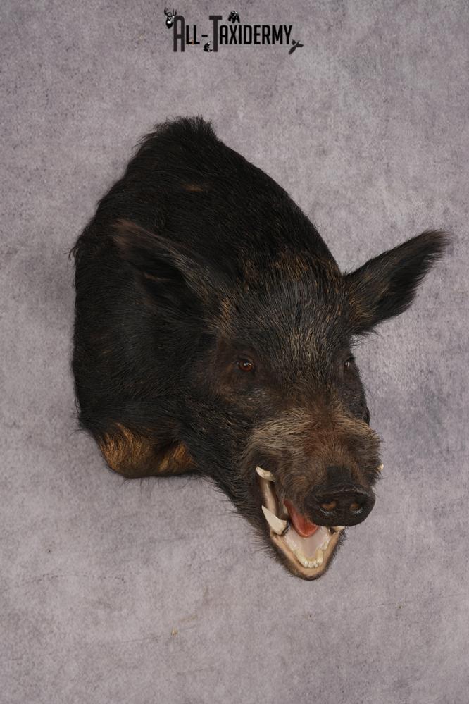 Russian Boar Taxidermy Mount SKU 2977 - Image 6
