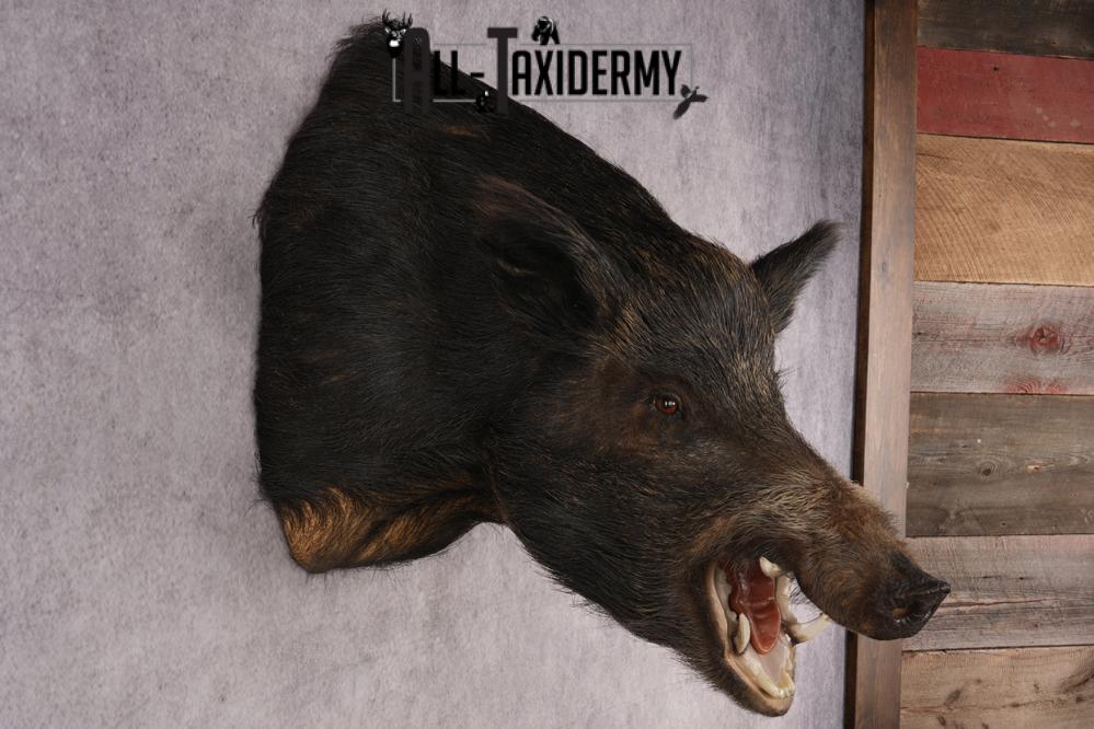 Russian Boar Taxidermy Mount SKU 2977 - Image 5