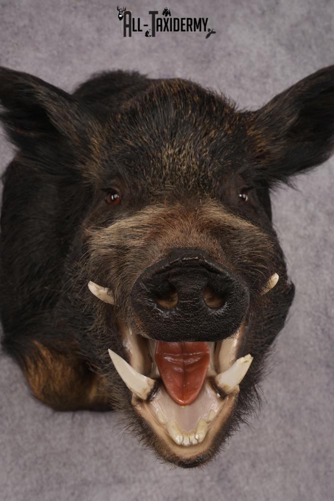 Russian Boar Taxidermy Mount SKU 2977 - Image 4